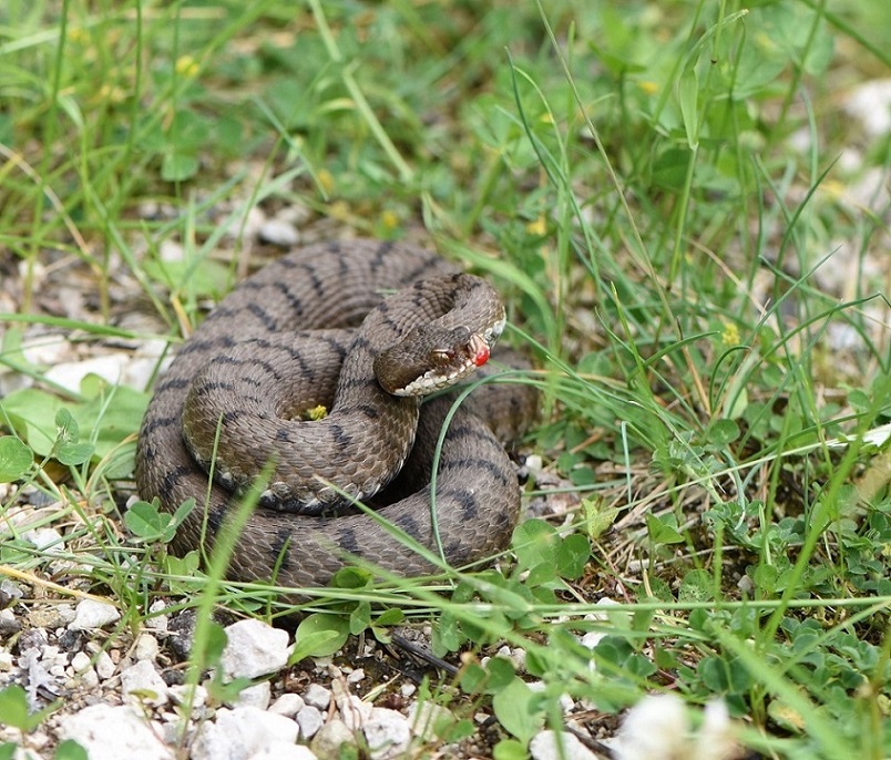 Vipera aspis